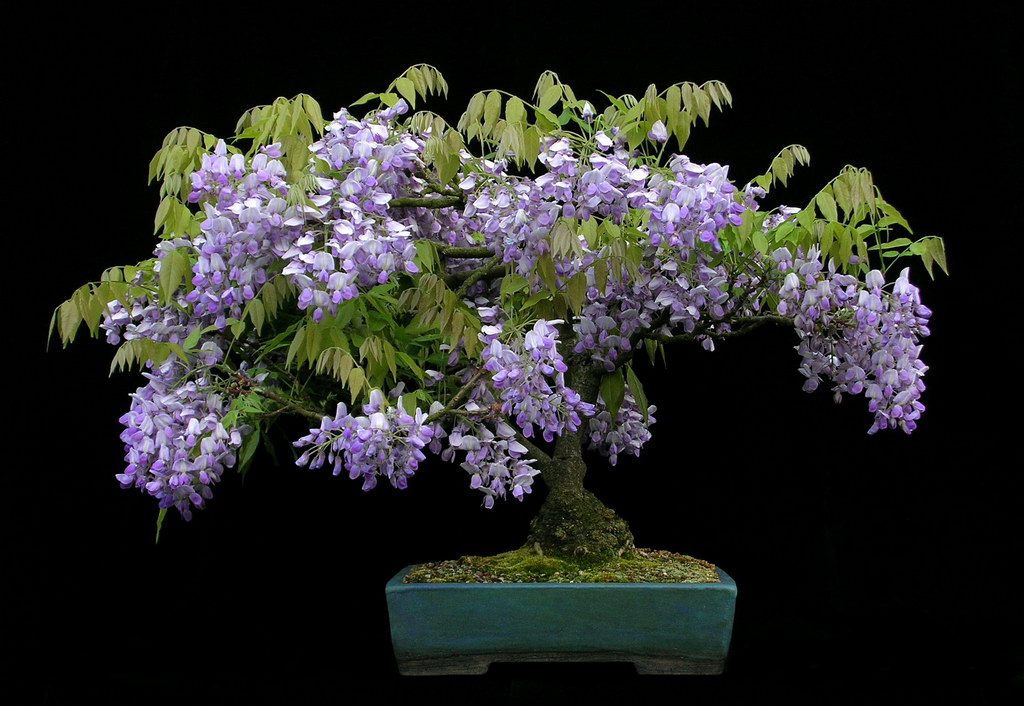 Wisteria Sinensis Bonsai